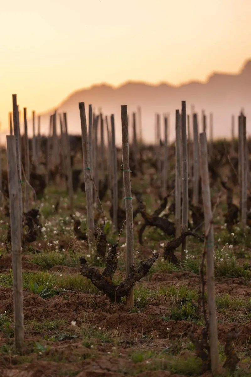 Etikett von Phincas Vino de Paraje