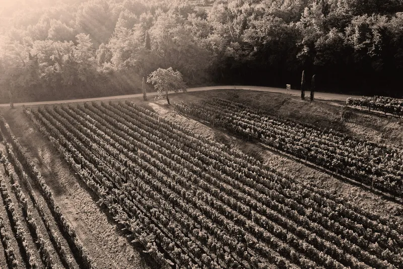 Etikett von Selekcija Cabernet Franc
